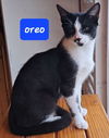 Oreo the Handsome Sweetheart