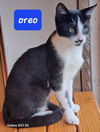 Oreo the Handsome Sweetheart