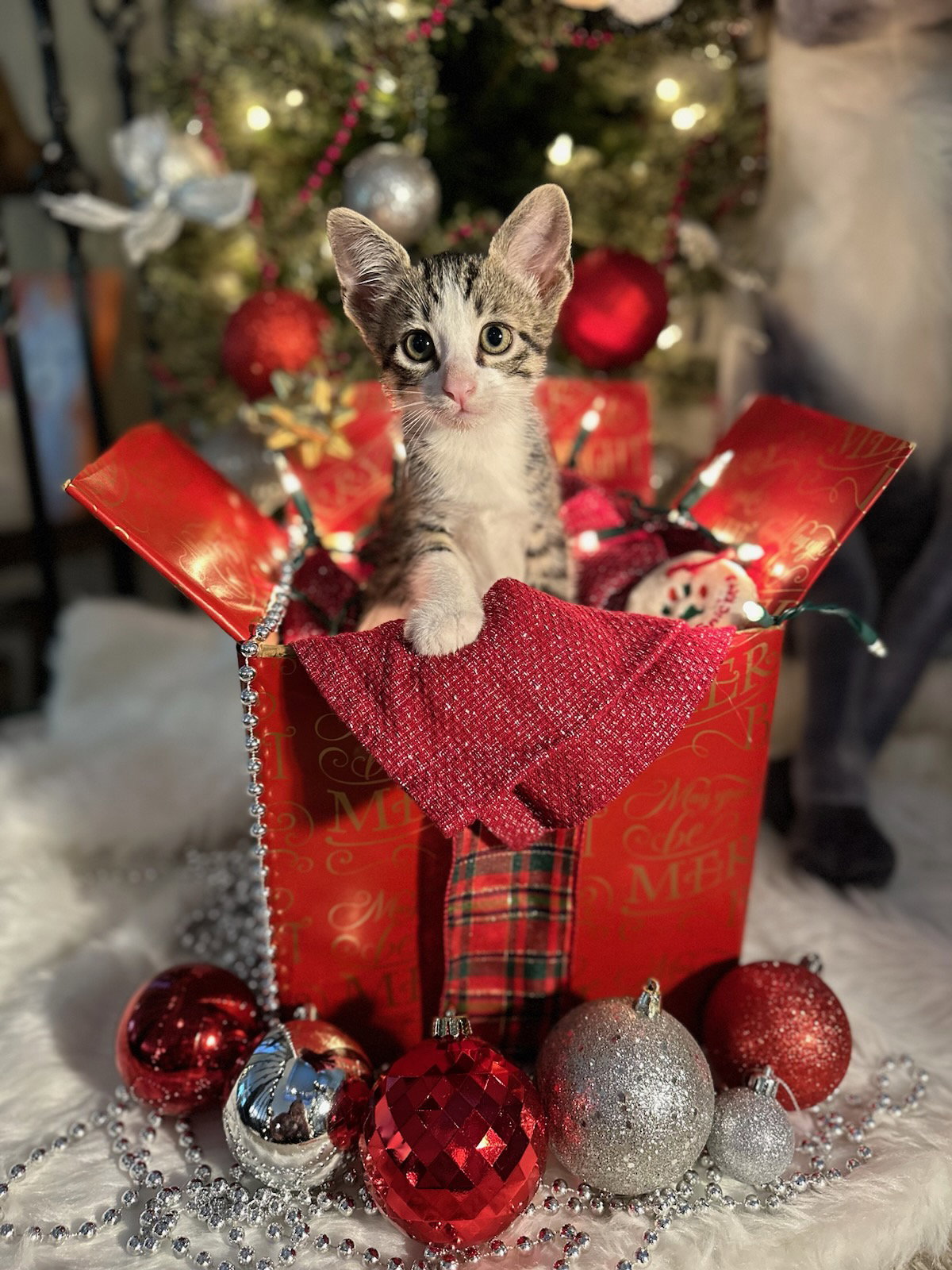 Adopt Snickers from catscan inc in Oviedo Fl!