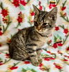 Peppermint