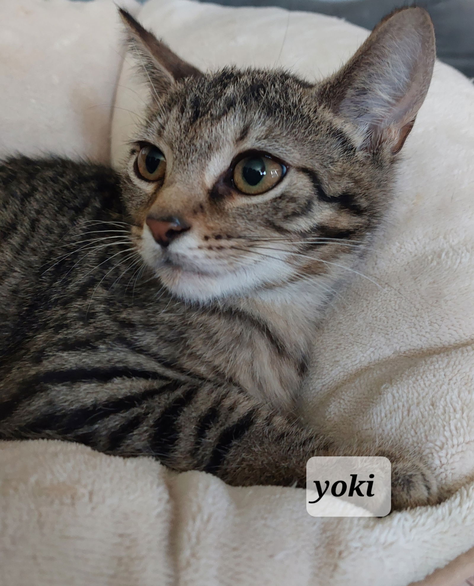 Listing high quality for Yoki