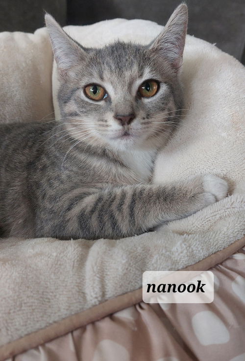 Nanook