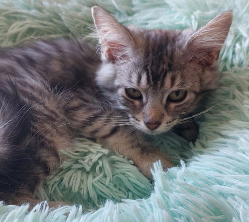 Pawtunia