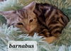 Barnabus