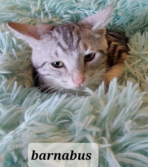 Barnabus