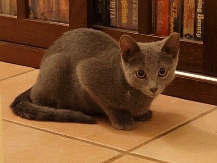 adoptable Cat in Orlando, FL named Ash