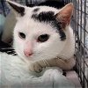 adoptable Cat in oviedo, FL named Skipper