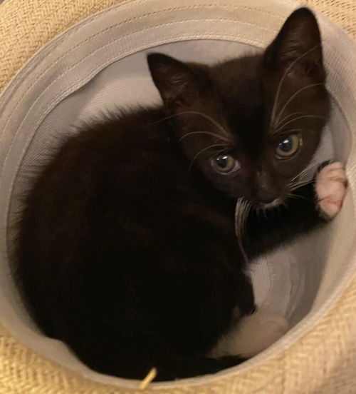 Jax