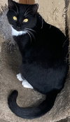 Bingy