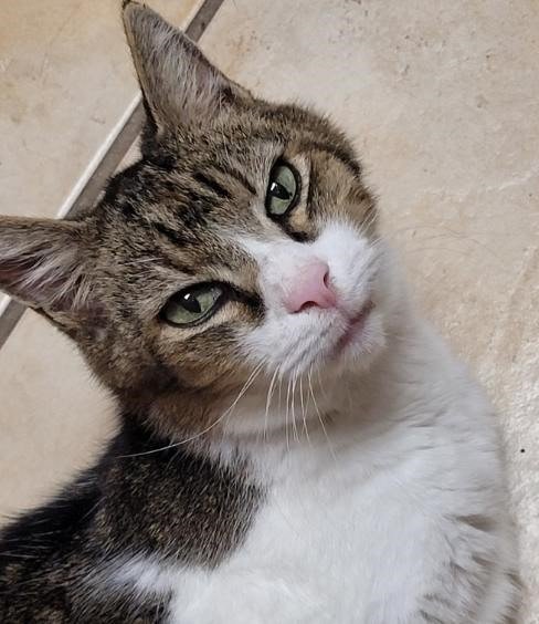 adoptable Cat in Oviedo, FL named Providence