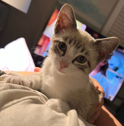 Jaxie