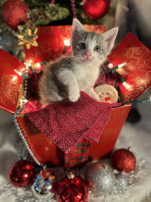 Noel