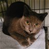 adoptable Cat in orlando, FL named Gray