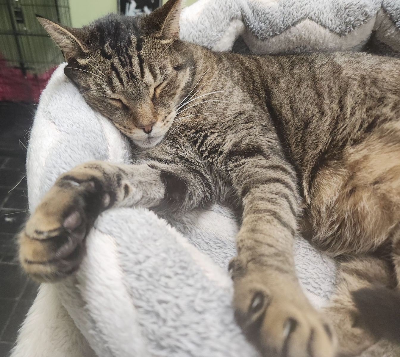 adoptable Cat in Orlando, FL named Van Gogh