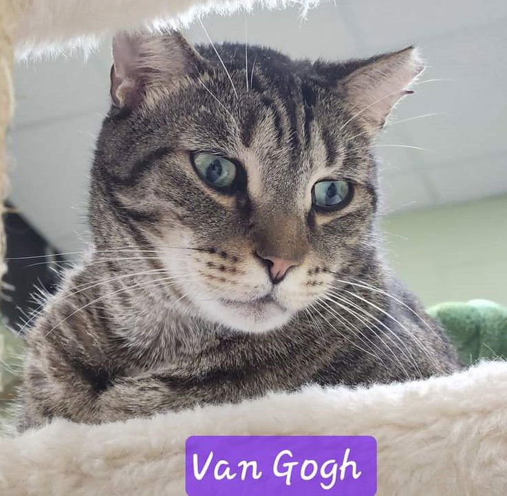 adoptable Cat in Orlando, FL named Van Gogh