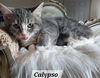 Calypso