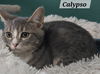 Calypso