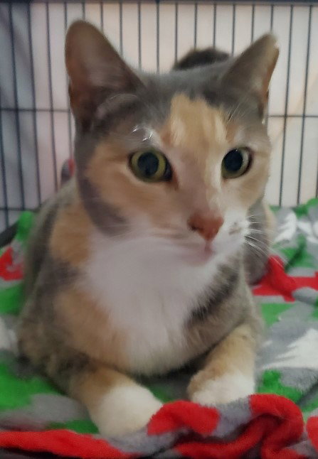Mittens