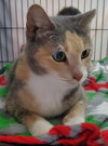 Mittens