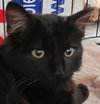 Blackie Romero