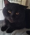 adoptable Cat in oviedo, FL named Abacus