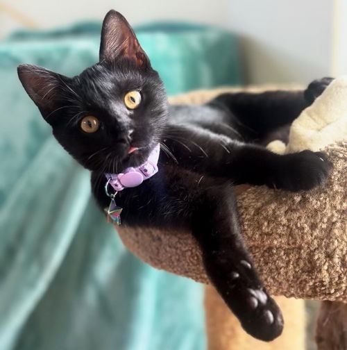 Bella