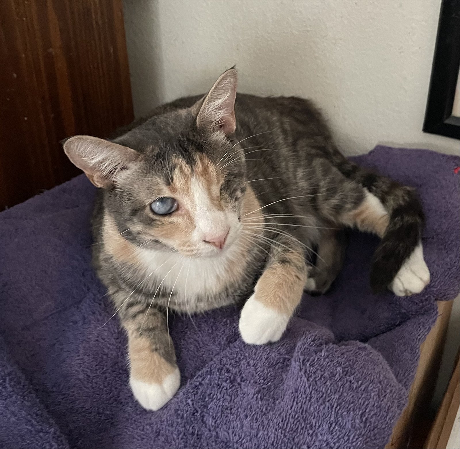 Blossom the Beautiful diluted Calico