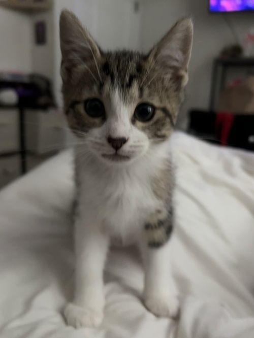 Klein