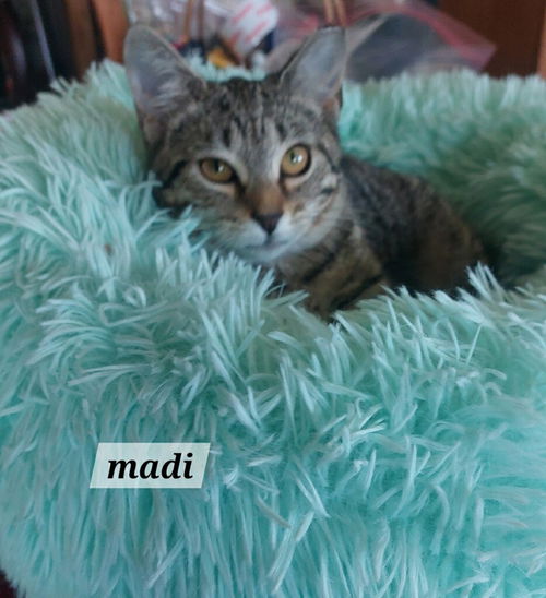 Madi