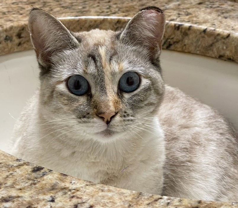 Cat adoption in Orlando, FL 32801 Domestic Short Hair / Siamese