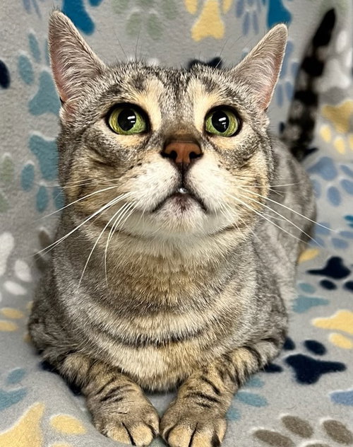 Snow the Declawed Beauty