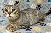 Snow the Declawed Beauty