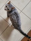 Snow the Declawed Beauty