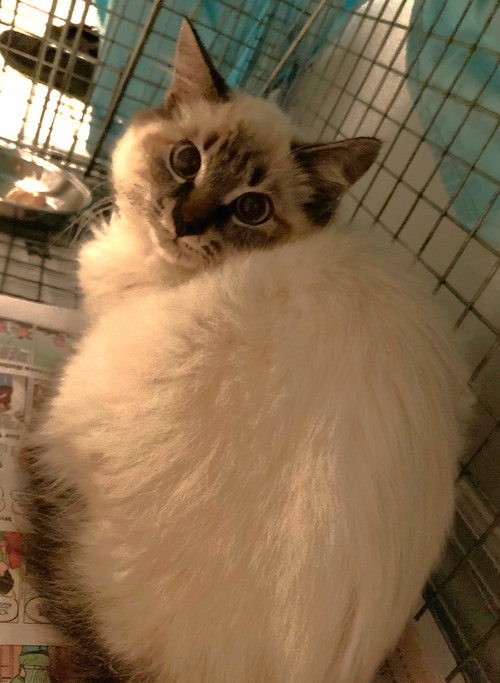 Snowball