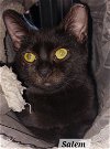 adoptable Cat in orlando, FL named Salem