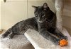 adoptable Cat in orlando, fl, FL named Appa