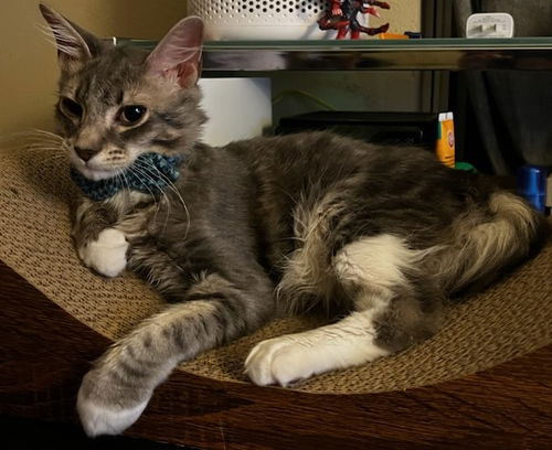 Samson