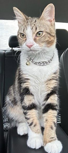 Mozzie