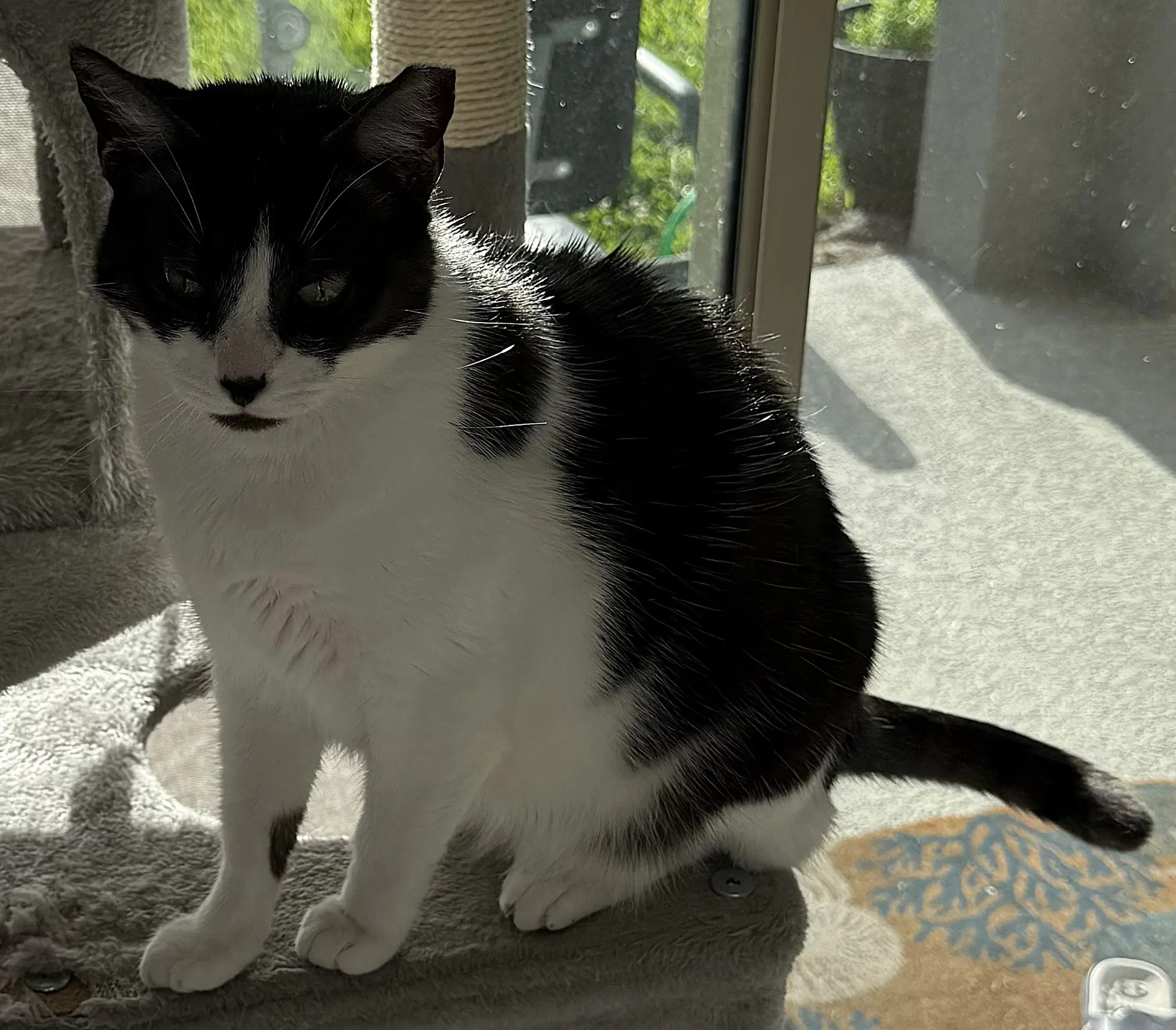 Oreo - Domestic Short Hair
