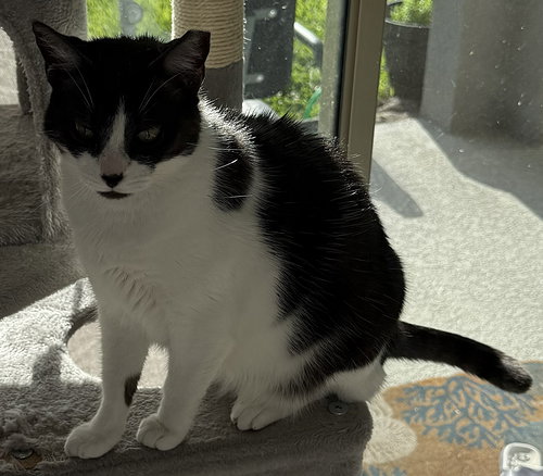 Oreo, Senior Domestic Short Hair / Mixed (short coat), cat for adoption in Port Orange, Florida