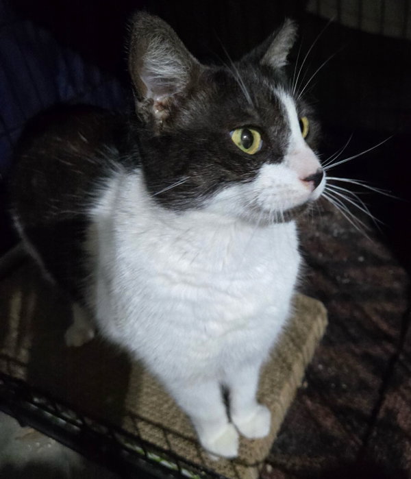 Oreo