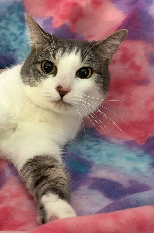 Pesky, an adoptable Domestic Short Hair in Oviedo, FL