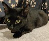adoptable Cat in oviedo, FL named Luna the Sweet Black Beauty