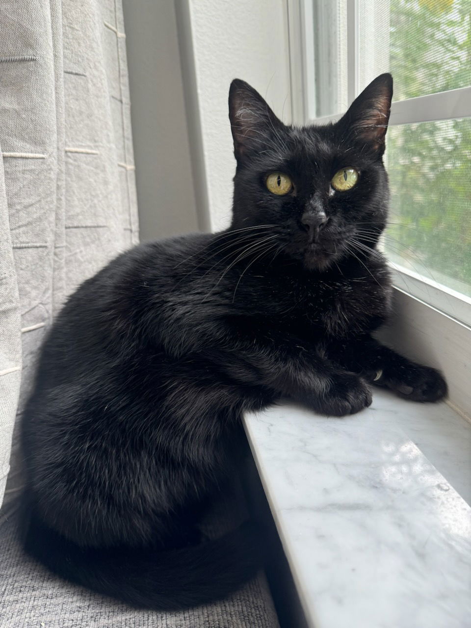 adoptable Cat in Oviedo, FL named Luna the Sweet Black Beauty