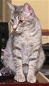 adoptable Cat in oviedo, FL named Strips