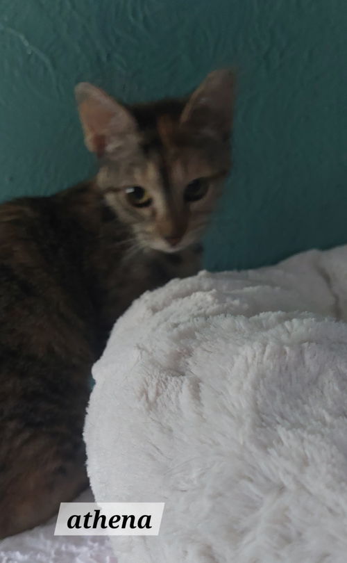 Athena