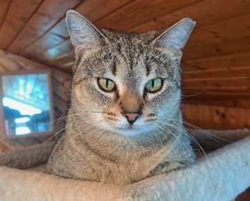 adoptable Cat in Oviedo, FL named Mona Lisa