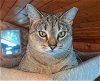 adoptable Cat in oviedo, FL named Mona Lisa