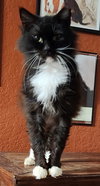Sylvester