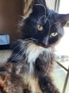 Sylvester